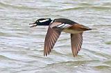 Hooded Merganser In Flight_35292